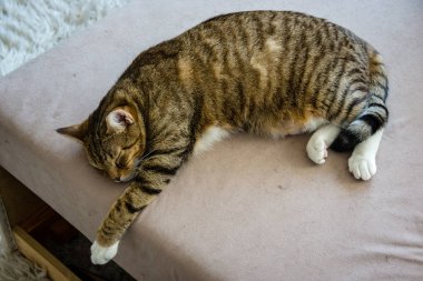 yakın çekim yerli kedi evinde doğal ortamda vurdu