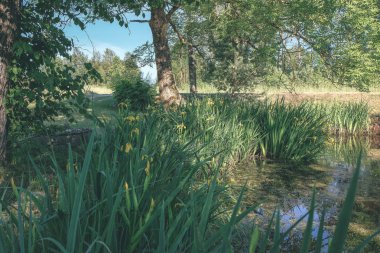 temiz su ve su çimen, bents ve yeşil yeşillik forest yakınındaki göl kenarında sakin yaz günü göster