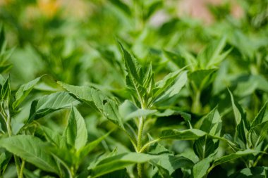 arka planlar ve dokuları tarafsız doku için hafif yaz aylarında derin yeşil yeşillik