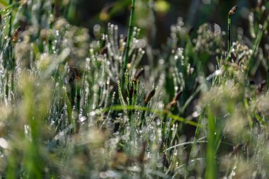 Su damlaları ile yabani ot, yakın çekim