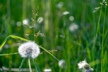 sert gölgeler ve orman parlak gün ışığında yaz yeşil yeşillik