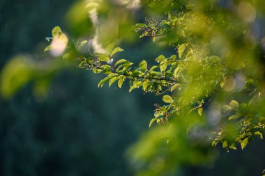 görüntü arka plan ve mavi gökyüzü karşı ışık sabah taze yeşil yeşillik ağaç yaprak