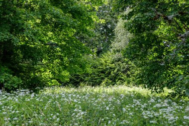 arka planlar ve dokuları tarafsız doku için hafif yaz aylarında derin yeşil yeşillik