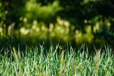 Seçici odak, gün ışığı yeşil bitkilerin