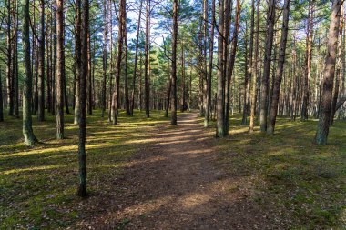 erken ilkbaharda ağaçlar ıslak boş ormanda bırakır. çıplak doğa sahne
