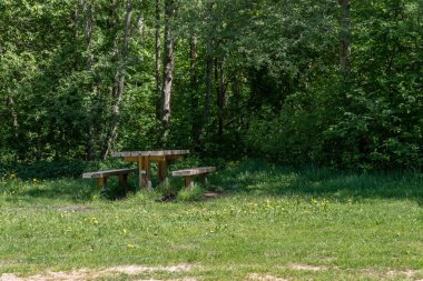 sert gölgeler ve orman parlak gün ışığında yaz yeşil yeşillik
