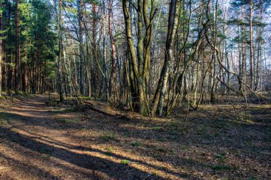erken ilkbaharda ağaçlar ıslak boş ormanda bırakır. çıplak doğa sahne