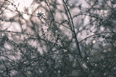 yağmur damlaları çalılar ıslak dallarında soyut yansımalar. arka plan doku güneş yansımaları ve yeşil döküm - vintage bir retro görünüm ile bulanıklık