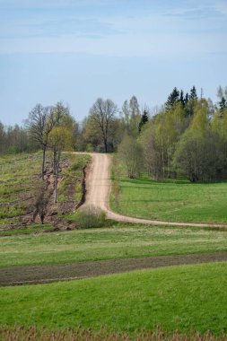 Boş toprak yol yeşil orman