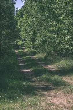 Boş toprak yol yeşil orman