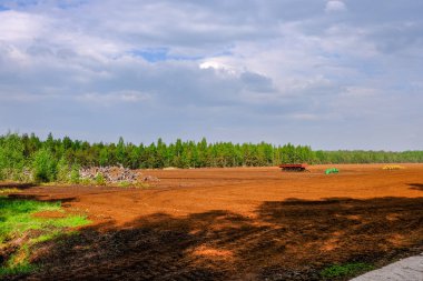 Alan Manzaralı yalnız çam ağaçları ve yaz yeşil yeşillik çevre çim alanları ile bataklık
