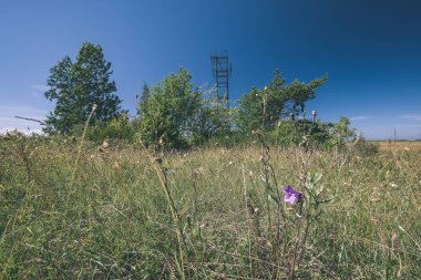 yaz günü açık havada - vintage bir retro görünüm ile farklı çiçeklerle güneşli çayır