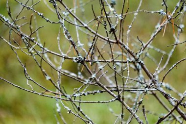 görüntü arka plan üzerinde hiçbir yapraklarla geç sonbaharda çıplak ağaç dalları
