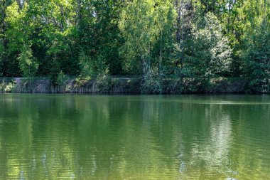 temiz su ve su çimen, bents ve yeşil yeşillik forest yakınındaki göl kenarında sakin yaz günü göster