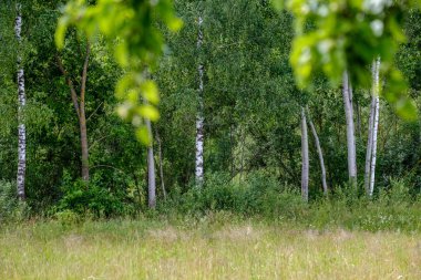 güzel huş ağacı ağaç gövdeleri, dalları ve yaprakları doğal ortamda. karışık mevsim yaz sonbahar bahar resimleri