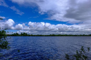 temiz su ve su çimen, bents ve yeşil yeşillik forest yakınındaki göl kenarında sakin yaz günü göster