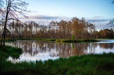 geç yaz, sakin su ve yeşil bitki örtüsü yansımalar akşam güneşi bataklık göller üzerinde