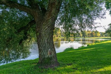 tek büyük büyük ağaç büyük gövde ve yapraklar çevresinde doğa ortamında izole