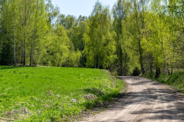 Boş toprak yol yeşil orman