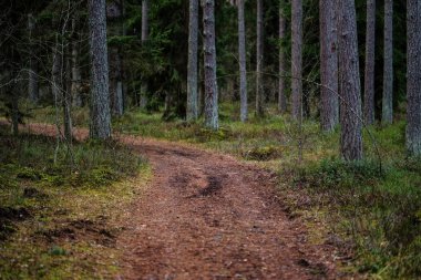 temiz çam ağacı orman çamur ve yeşil yaprakları ile toprak yol. koyu renkler