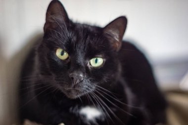 yakın çekim yerli kedi evinde doğal ortamda vurdu