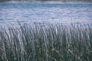temiz su ve su çimen, bents ve yeşil yeşillik forest yakınındaki göl kenarında sakin yaz günü göster