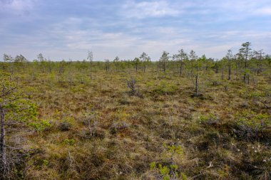 Alan Manzaralı yalnız çam ağaçları ve yaz yeşil yeşillik çevre çim alanları ile bataklık