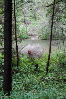 Slovakya dağ nehirde yeşil yaz saati 