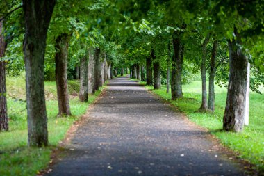 yapraklar ve ağaçlar etrafında ile perspektif içinde basit kırsal orman yolu