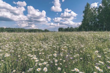 kabarık bulutlar ile mavi gökyüzü altında alan çiçekli yeşil çayır