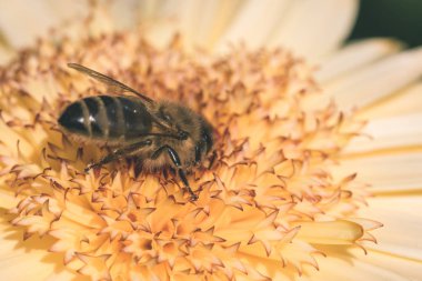 turuncu yaz çiçek yakın çekimler ile bulanıklık arka plan - vintage bir retro görünüm