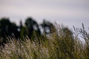Gün batımında çim alandaki kapat 