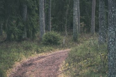 temiz çam ağacı orman çamur ve yeşil yaprakları ile toprak yol. koyu renkler - retro vintage bak