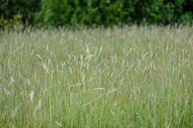 yaz günü ile farklı çiçeklerle güneşli çayır açık hava