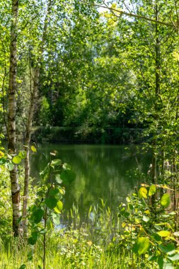 temiz su ve su çimen, bents ve yeşil yeşillik forest yakınındaki göl kenarında sakin yaz günü göster