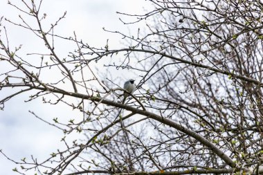 görüntü arka plan üzerinde hiçbir yapraklarla geç sonbaharda çıplak ağaç dalları