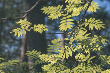 Yeşil ağaç yaprak güneş ışığı ile yakın çekim