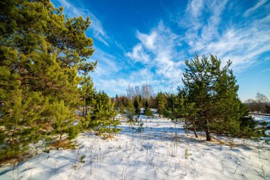 alanları ve ağaçların kar altında basit kırsal manzara Letonya. eski çim uzanarak