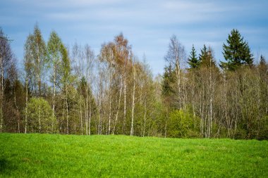 düz basit kırsal bahar, yatay, taze yeşil çayır ve orman. üzerinde mavi gökyüzü