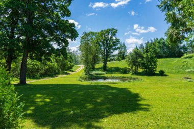 tek büyük büyük ağaç büyük gövde ve yapraklar çevresinde doğa ortamında izole