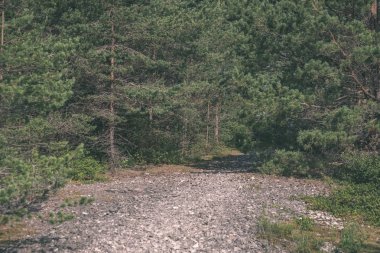 temiz çam ağacı orman çamur ve yeşil yaprakları ile toprak yol. koyu renkler - retro vintage bak
