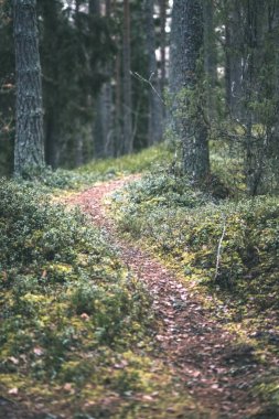 temiz çam ağacı orman çamur ve yeşil yaprakları ile toprak yol. koyu renkler