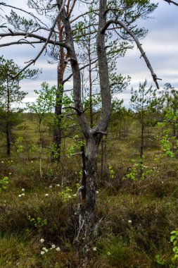 çam ağacı sandıklar ve dalları bataklık bölgede yeşil iğne ile. parlak renkler ve bulanıklık arka plan