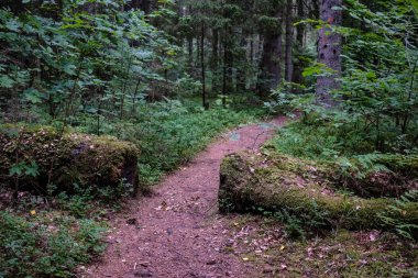 Boş toprak yol çam ağacı orman 