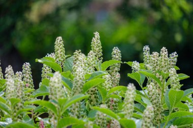 arka planlar ve dokuları tarafsız doku için hafif yaz aylarında derin yeşil yeşillik