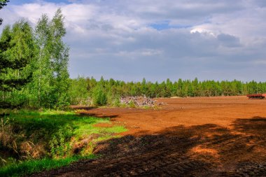 Alan Manzaralı yalnız çam ağaçları ve yaz yeşil yeşillik çevre çim alanları ile bataklık