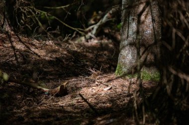 Orman ağaç gövde ve yapraklar yaz aylarında detaylarla