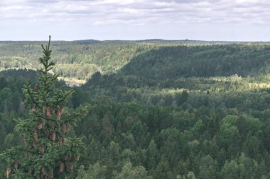 herdem yeşil orman puslu günde yukarıda da görüleceği. uzak ufuk 
