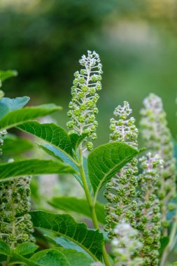 kırsal Bahçe çiçek üzerinde arka plan ve yeşil yapraklar yaz aylarında bulanıklık