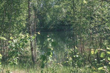sert gölgeler ve orman parlak gün ışığında yaz yeşil yeşillik
